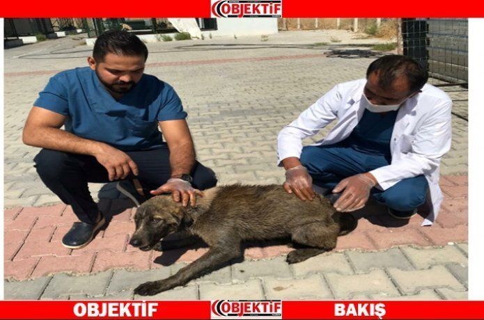 Her can değerlidir
