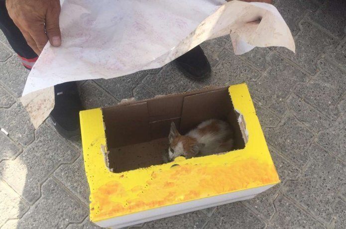 İluh Deresi'ne düşen yavru kedi itfaiye ekiplerince kurtarıldı