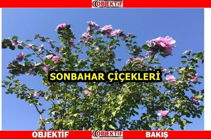 Mevsimler birbirine karıştı