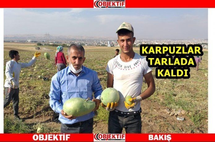 Karpuz üreticisi dertli mi? Dertli
