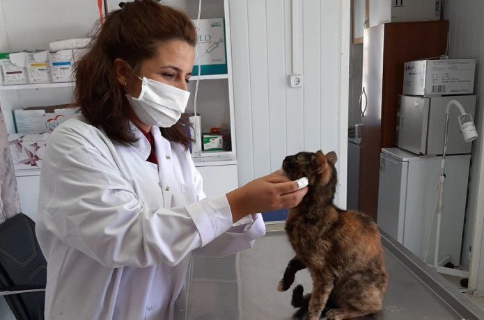 Veteriner İşleri 7 aylık faaliyetlerini açıkladı