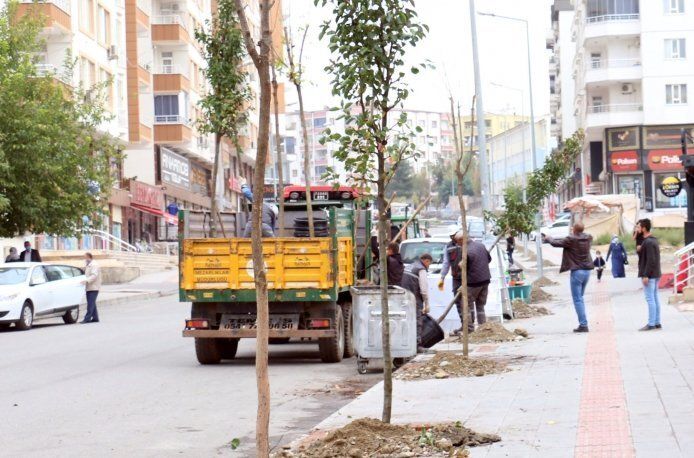 Kaldırımları ağaçlandırıyor