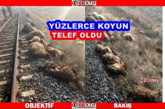 Tren sürüye daldı