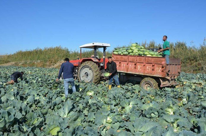 Lahana fiyatı çiftçinin yüzünü güldürmedi