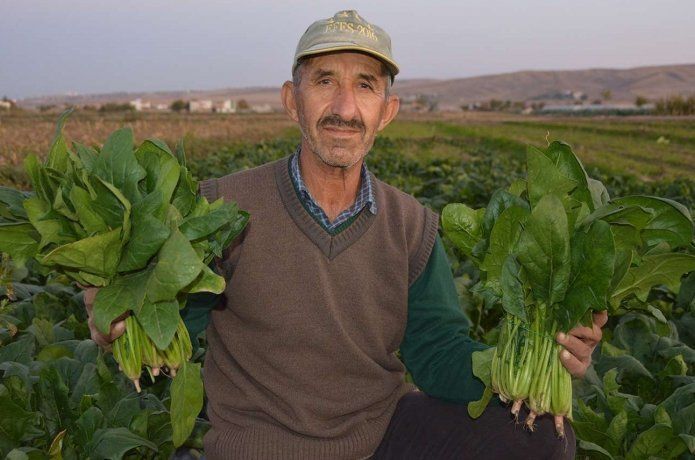 Ispanak hasadı çiftçinin yüzünü güldürdü