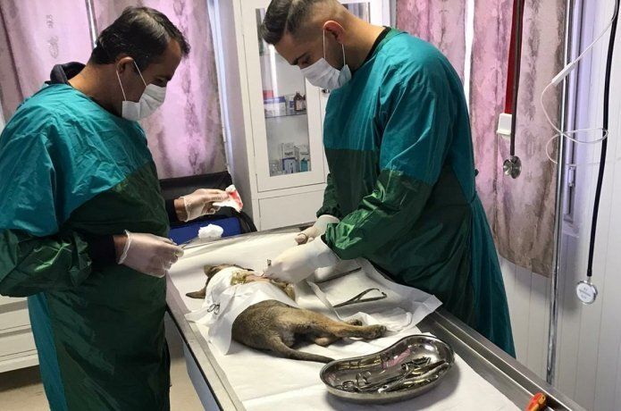 Yavru köpeğe cerrahi müdahale