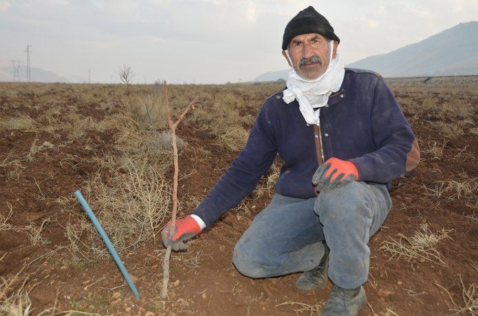 Çiftçiler fıstık için de destek istiyor