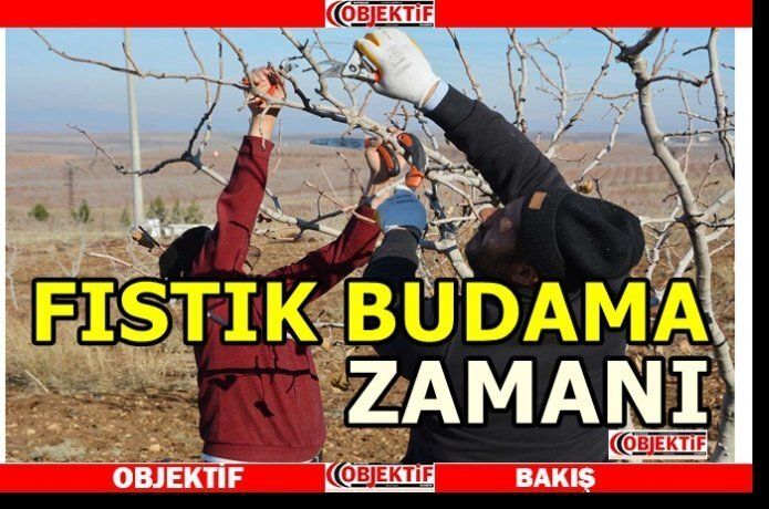 Batmanlı çiftçiler fıstık buduyor