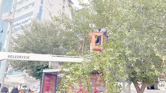 226 PARKTA SONBAHAR BUDAMA ÇALIŞMASI